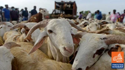 کانگو وائرس سے بچاؤ کیلئے خیبر پختونخوا میں احتیاطی ایڈوائزری جاری