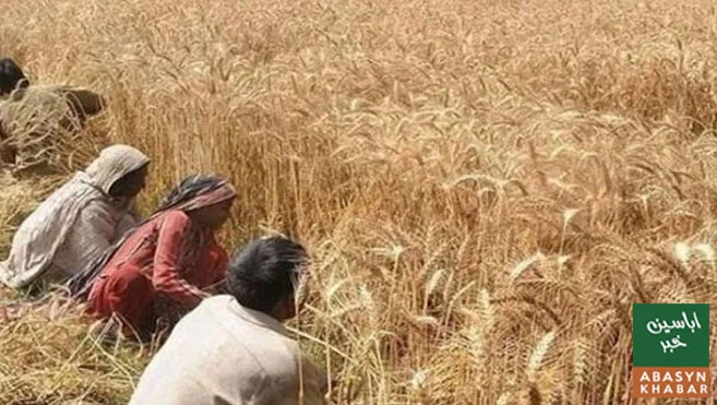 پنجاب میں زرعی ادویات کے لائسنس کا عمل آن لائن، درخواستوں کی آخری تاریخ 5 نومبر