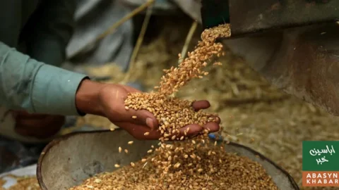 پاسکو کے پاس گندم کے اسٹریٹیجک ذخائر تقریباً ختم ہوگئے
