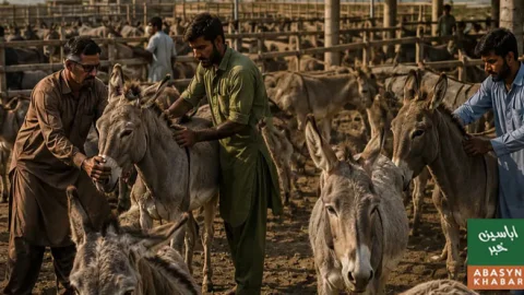 چین اور پاکستان میں گدھا صنعت کے فروغ کیلئے 10 سالہ معاہدہ