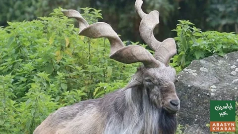 خیبرپختونخوا میں مارخور شکار پرمٹس کی نیلامی سے 34 کروڑ روپے کی آمدن